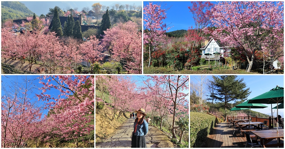 超強台灣櫻花景點，全台賞櫻地點介紹，花期公佈攻略