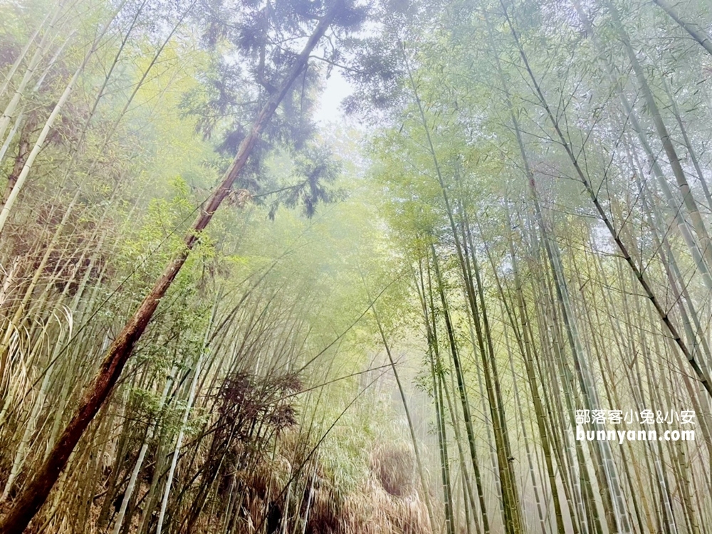 雲林草嶺【五元兩角】台版小京都嵐山竹林，走進美麗竹林隧道