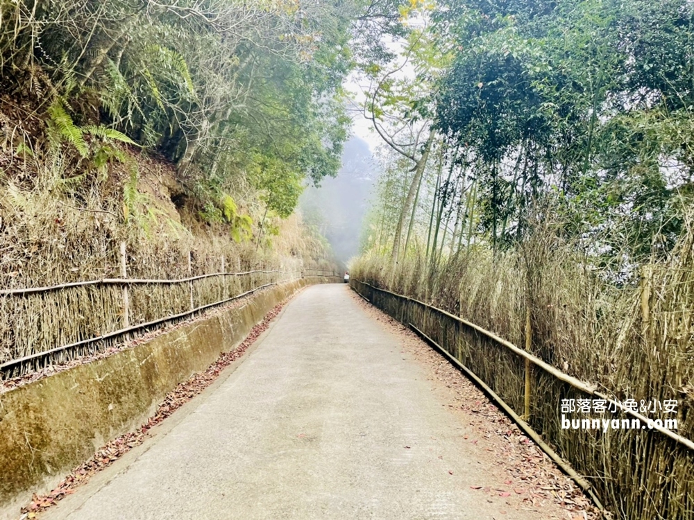 雲林草嶺》五元兩角，台版小京都嵐山竹林，走進美麗竹林隧道