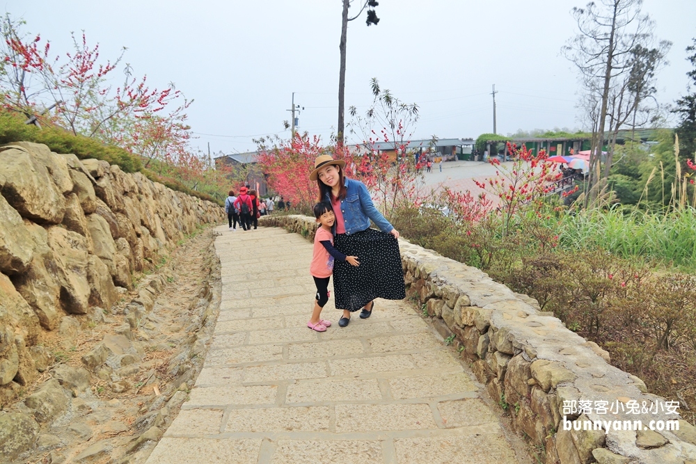 雲林》草嶺茶園秘境！雲嶺之丘景觀平台，5分鐘漫步翠綠茶園，無死角視野超美~