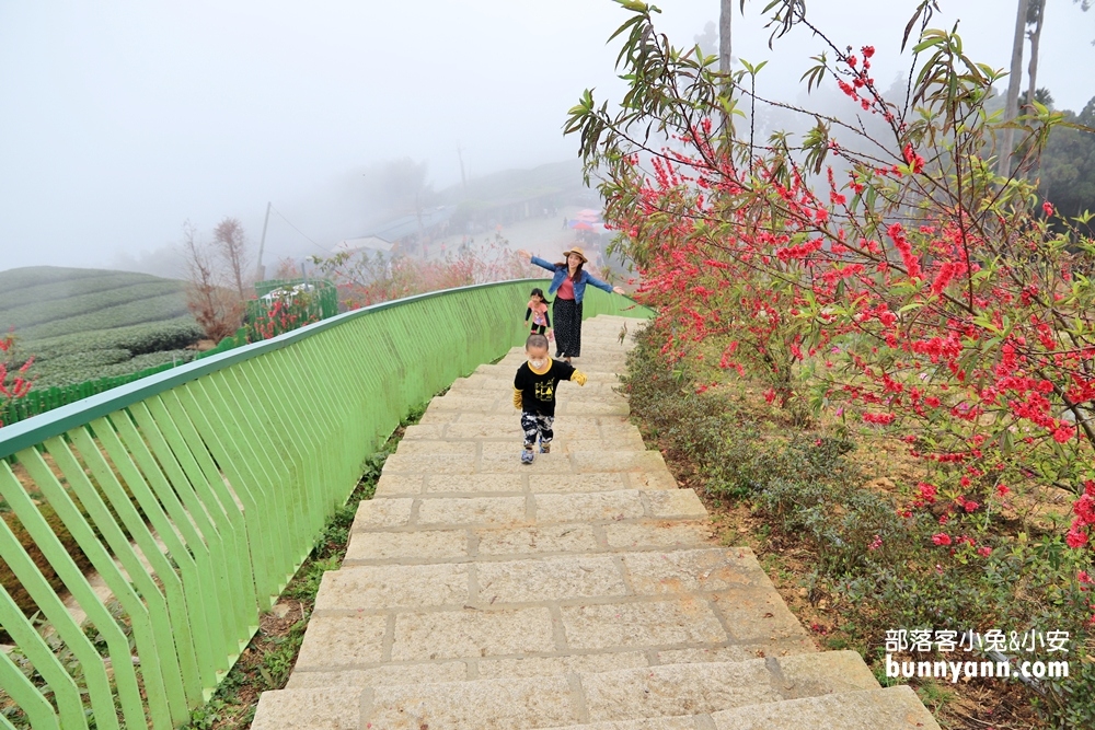 雲林山丘秘境【雲嶺之丘】5分鐘漫步翠綠茶園，無死角視野超美