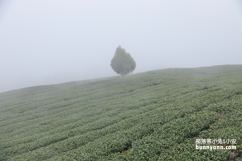 雲林山丘秘境【雲嶺之丘】5分鐘漫步翠綠茶園，無死角視野超美