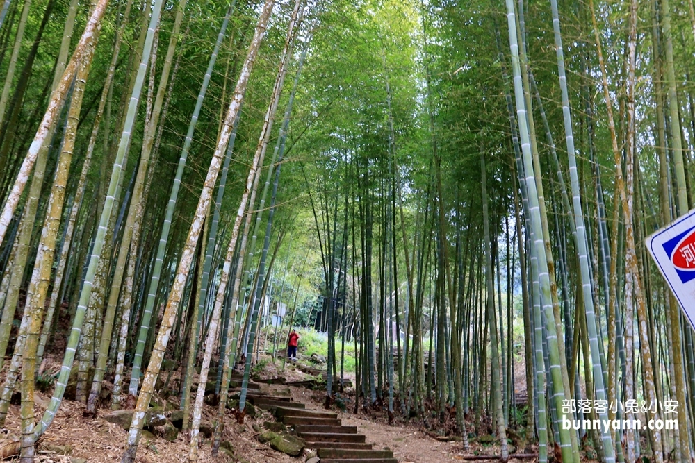 雲林草嶺【五元兩角】台版小京都嵐山竹林，走進美麗竹林隧道