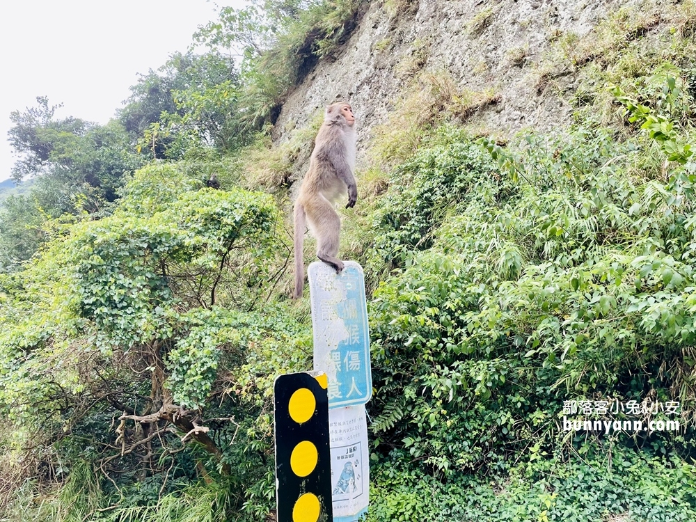 台東》泰源幽谷登仙橋，近距離觀察猴子軍團生活