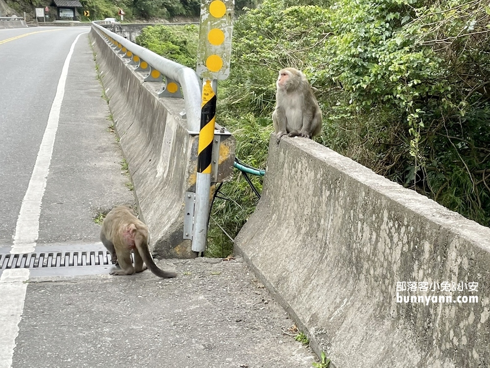 台東》泰源幽谷登仙橋，近距離觀察猴子軍團生活