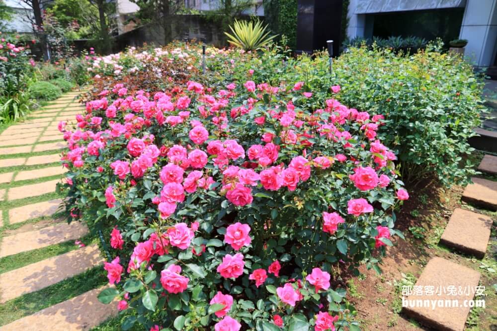 桃園楊梅雅聞魅力博覽館，夢幻玫瑰花園參觀資訊大補帖