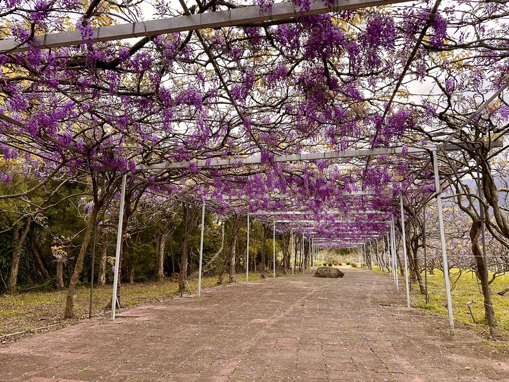 淡水紫藤咖啡園二店水源園區，超美紫藤天空，紫色控快來拍一波