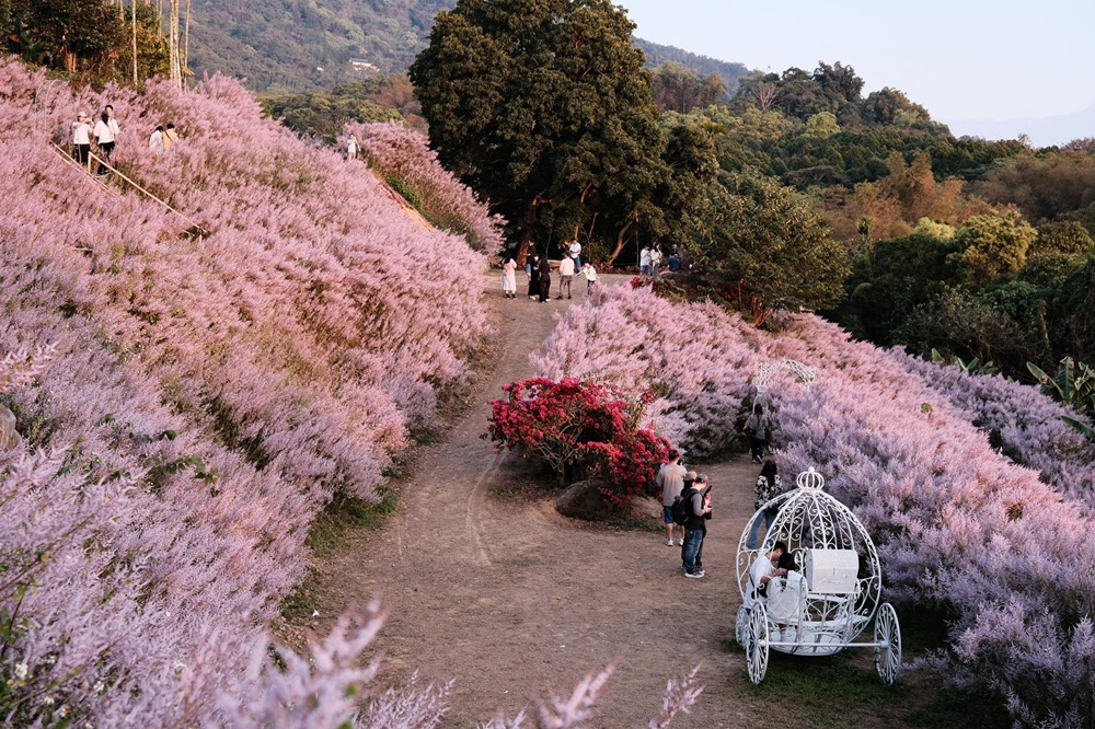 南投中寮【瑰蜜甜心玫瑰園】毛茸茸花海山丘，交通方式與門票介紹!!