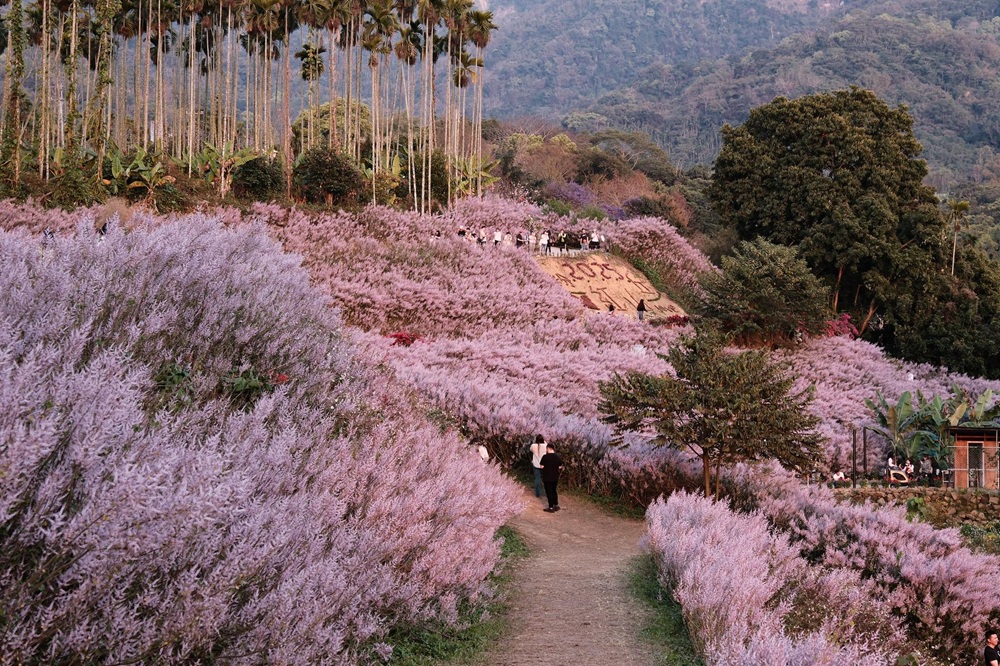 南投中寮【瑰蜜甜心玫瑰園】毛茸茸花海山丘，交通方式與門票介紹!!