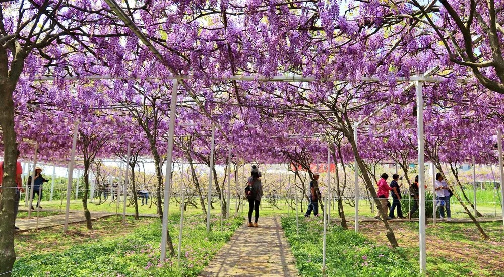 紫藤咖啡園一店屯山園區，浪漫紫藤天空、花廊等你來拍!!