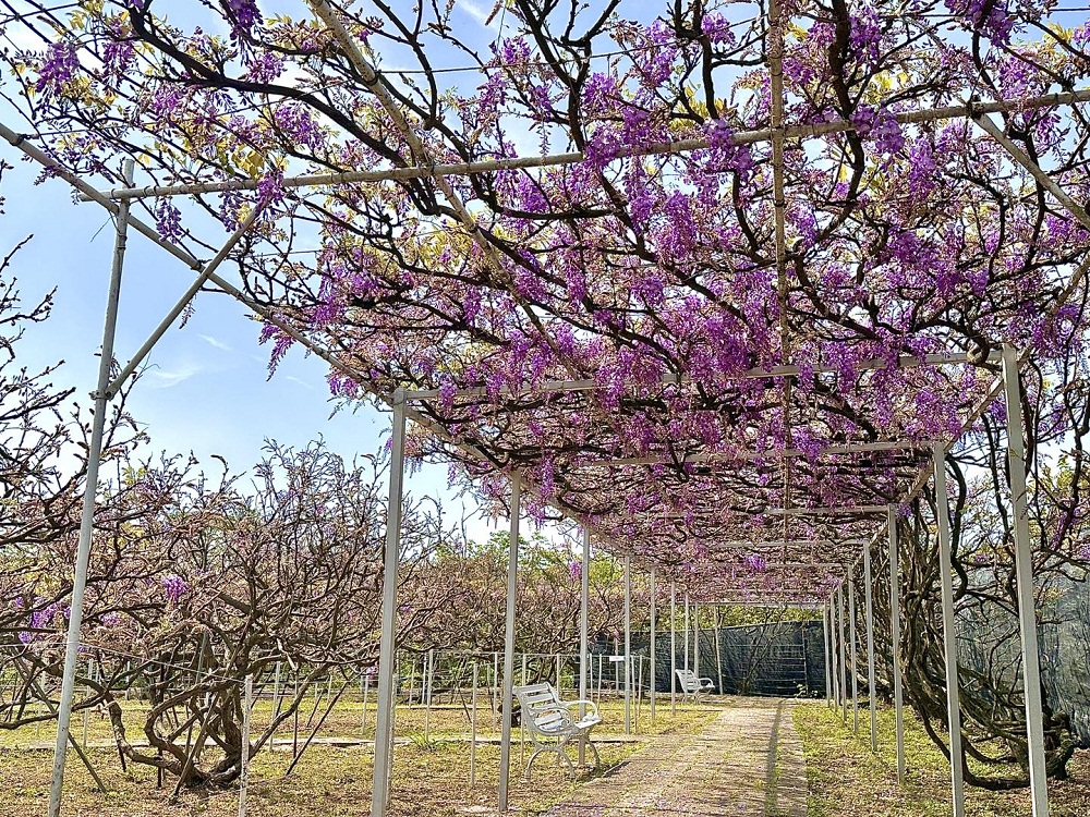 紫藤咖啡園一店屯山園區，浪漫紫藤天空、花廊等你來拍!!