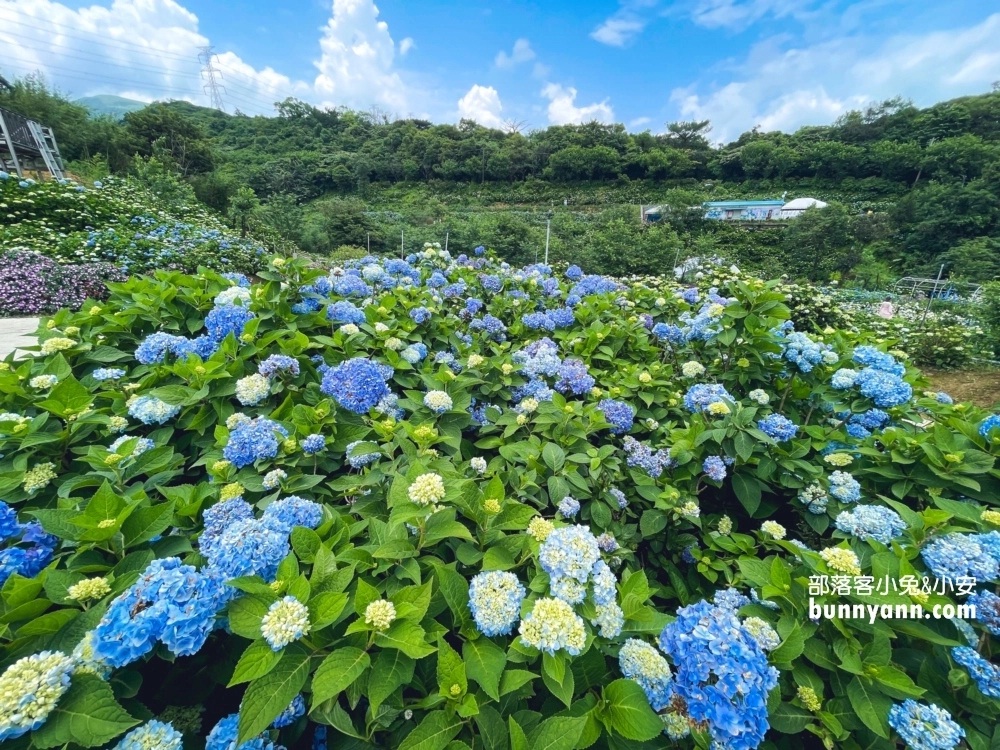 新北農場園區NO12.高家繡球花田萬里第三園區