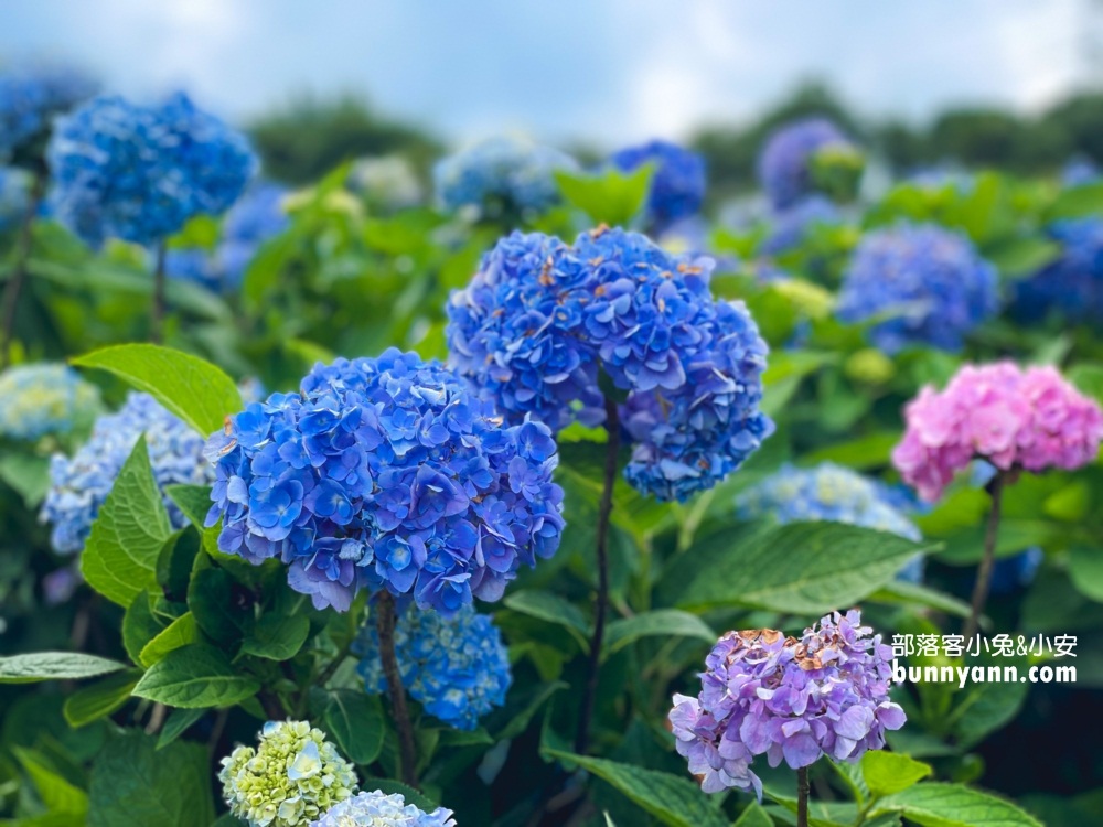 賞花推薦！高家繡球花田萬里第三園區，千坪夢幻花海等你來拍照