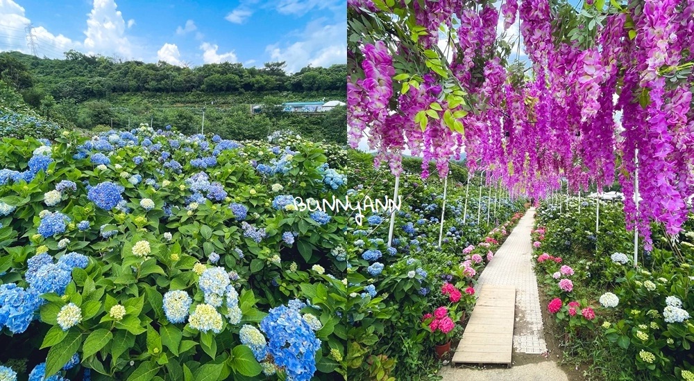 賞花推薦！高家繡球花田萬里第三園區，千坪夢幻花海等你來拍照