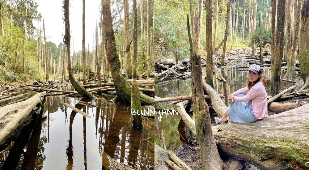 南投忘憂森林怎麼去?分享森林現況，上山接駁車費用 @小兔小安*旅遊札記