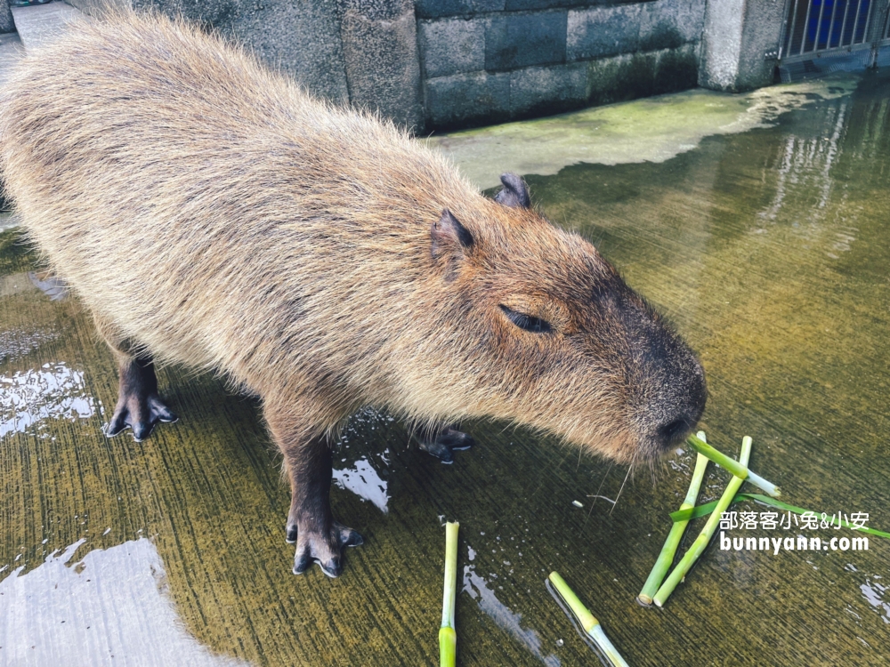 全台最大日式莊園！綠舞國際觀光飯店，餵水豚君、划船餵魚，穿上美美浴衣來渡假