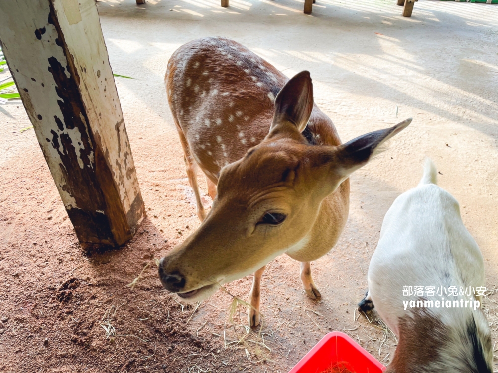 【鹿羽松牧場】小鹿斑比、水豚、羊駝現身，森林溜滑梯也太好玩