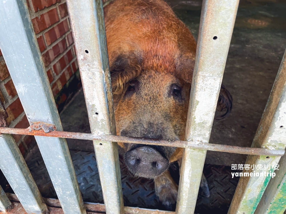 【鹿羽松牧場】小鹿斑比、水豚、羊駝現身，森林溜滑梯也太好玩