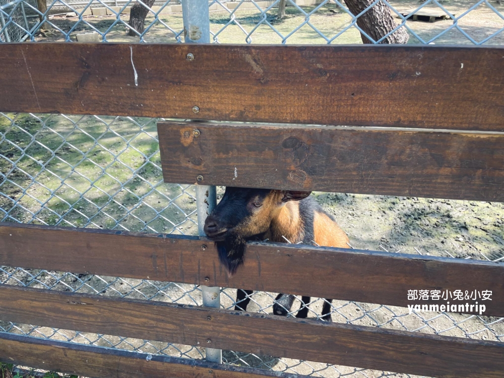 【澄霖沉香味道森林館】收費參觀，水之教堂和落羽松步道超美