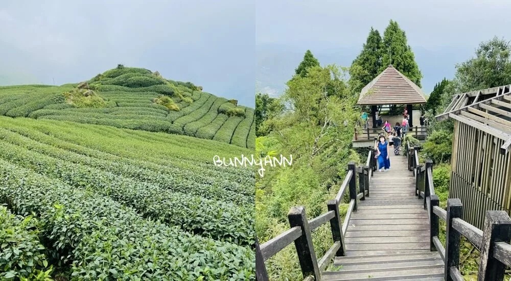 嘉義【二延平步道】阿里山來回兩小時茶園步道詳細解說 @小兔小安*旅遊札記