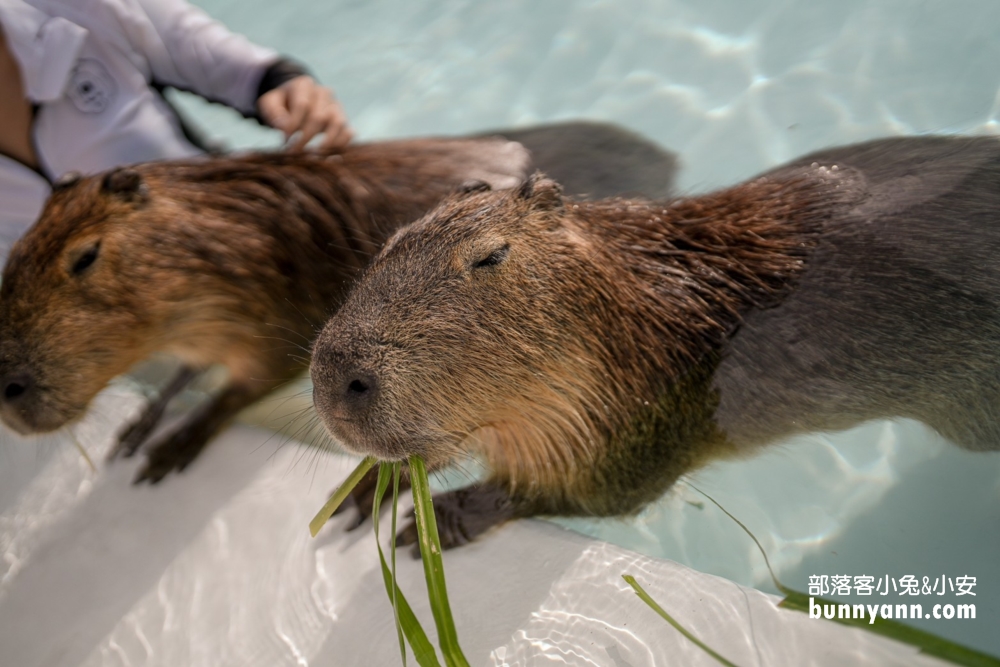 墾丁【鹿ㄦ島水豚生態園區】和水豚一起游泳，2023門票資訊
