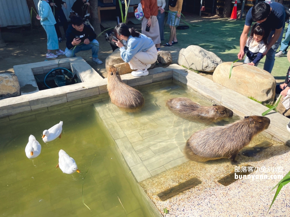 新竹農場推薦》廢物媽媽育兒農場，開在海邊的親子農場，人潮好多喔。