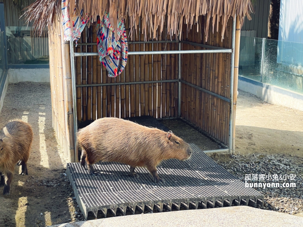 新竹農場推薦》廢物媽媽育兒農場，開在海邊的親子農場，人潮好多喔。