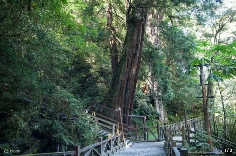 拉拉山兩天一夜》暢遊拉拉山國家森林遊樂區與大溪吃美食。