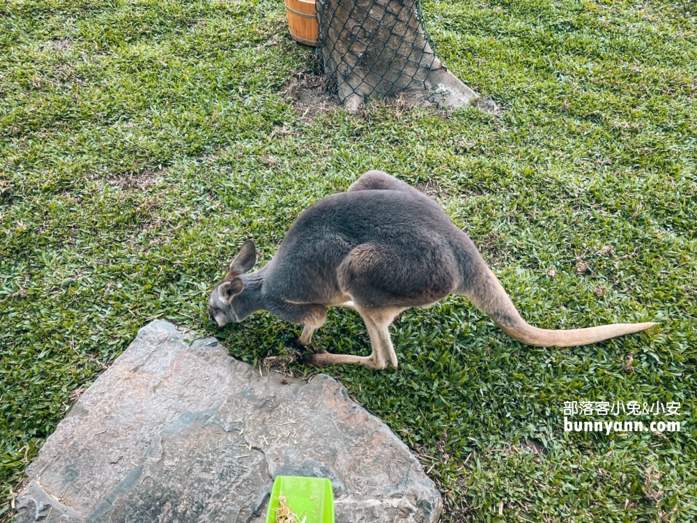澳洲袋鼠