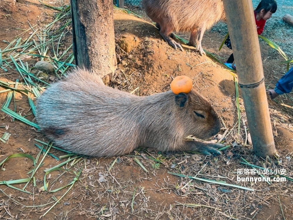 嘉義農場【咩咩上樹萌寵樂園】兩分鐘看完環境與門票資訊總整理