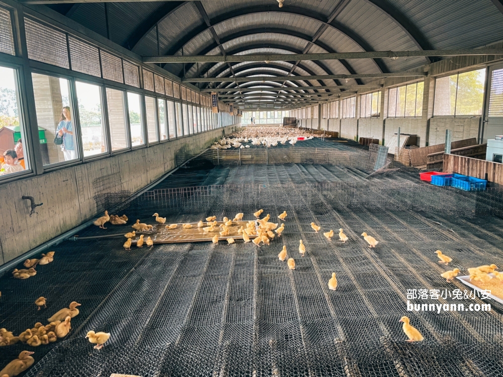 宜蘭甲鳥園暢遊鴨子樂園，環境設施、現況介紹給你知道。