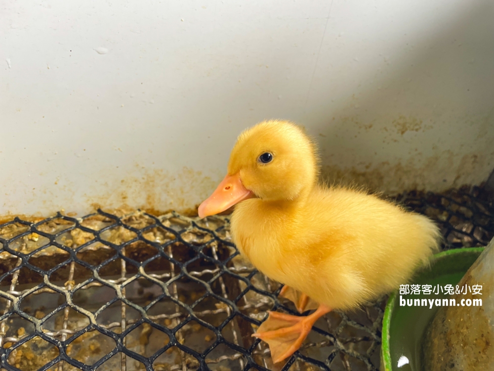 宜蘭甲鳥園暢遊鴨子樂園，環境設施、現況介紹給你知道。