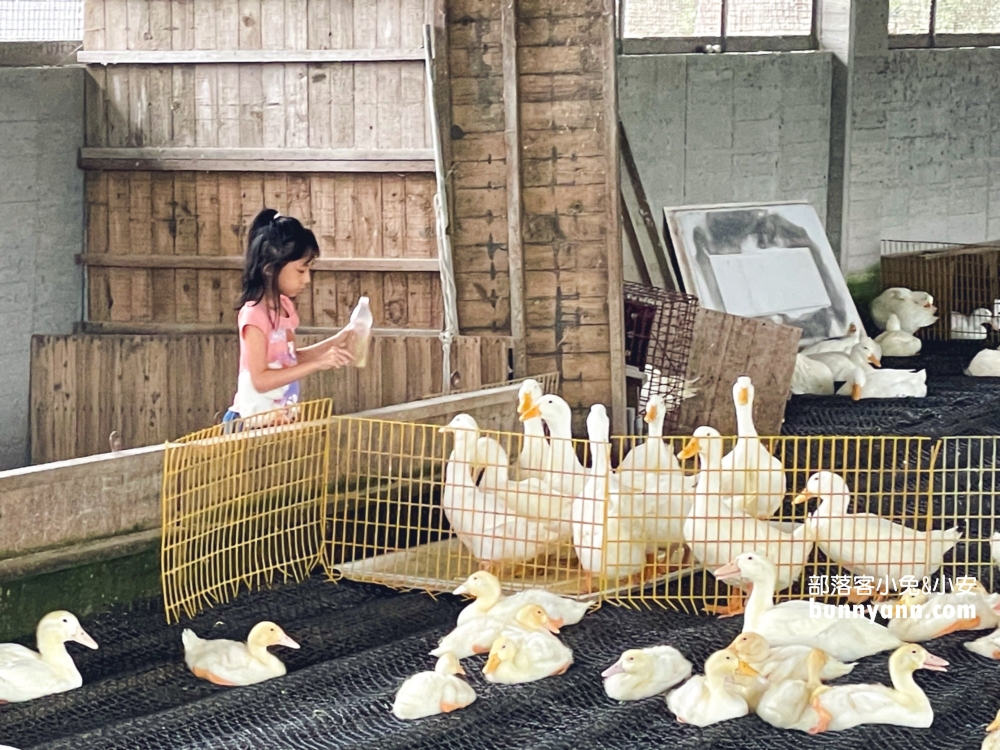 宜蘭甲鳥園暢遊鴨子樂園，環境設施、現況介紹給你知道。