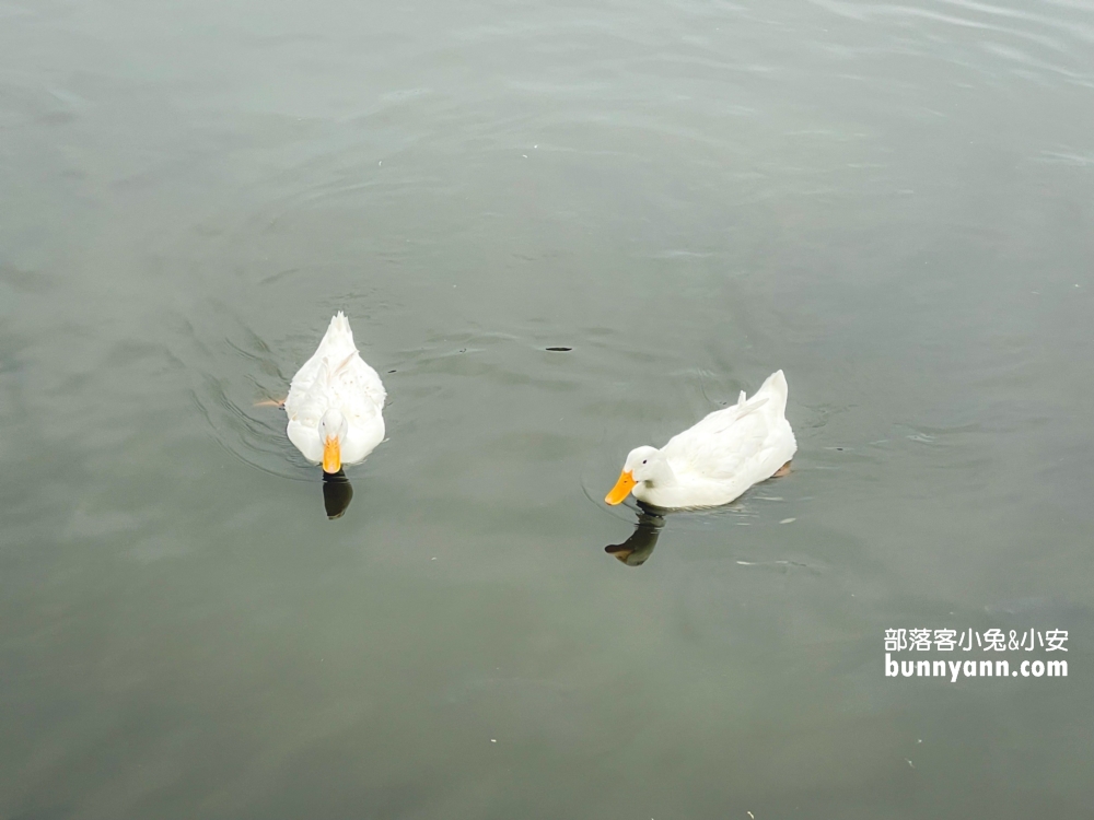 宜蘭甲鳥園暢遊鴨子樂園，環境設施、現況介紹給你知道。