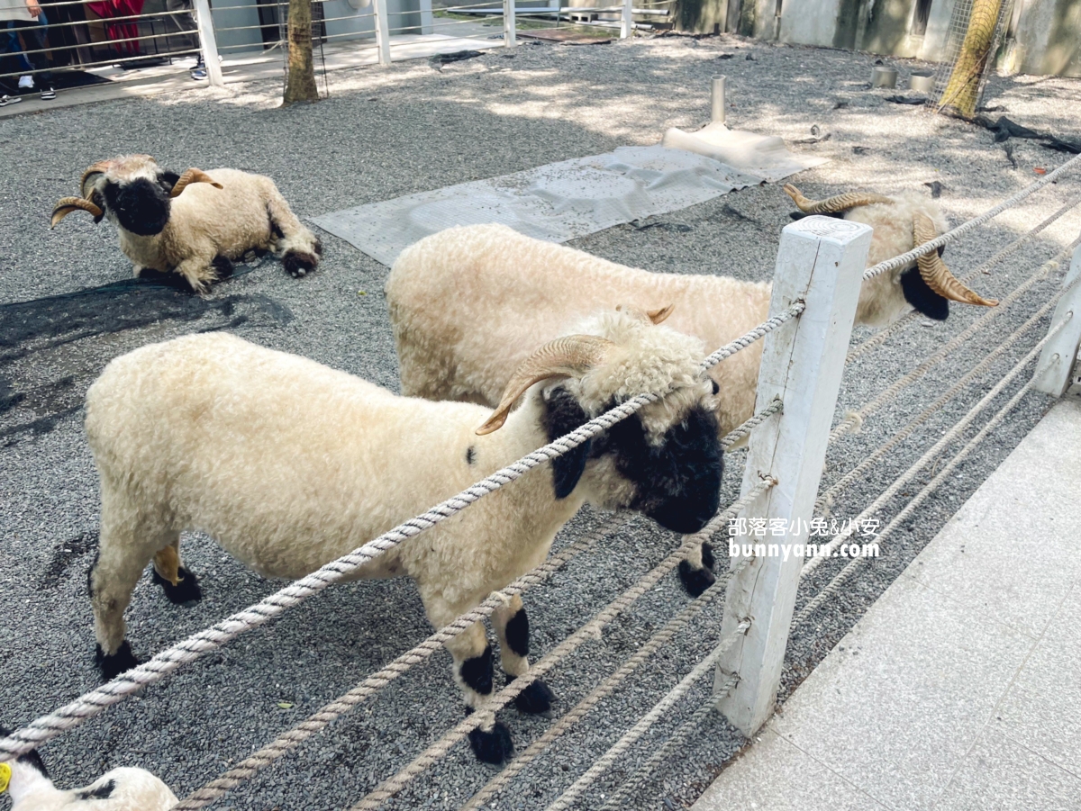 宜蘭【黑RURU CAFE】有飼養可愛熊貓羊的景觀咖啡店