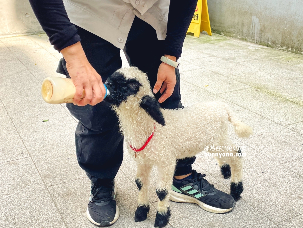 宜蘭【黑RURU CAFE】有飼養可愛熊貓羊的景觀咖啡店