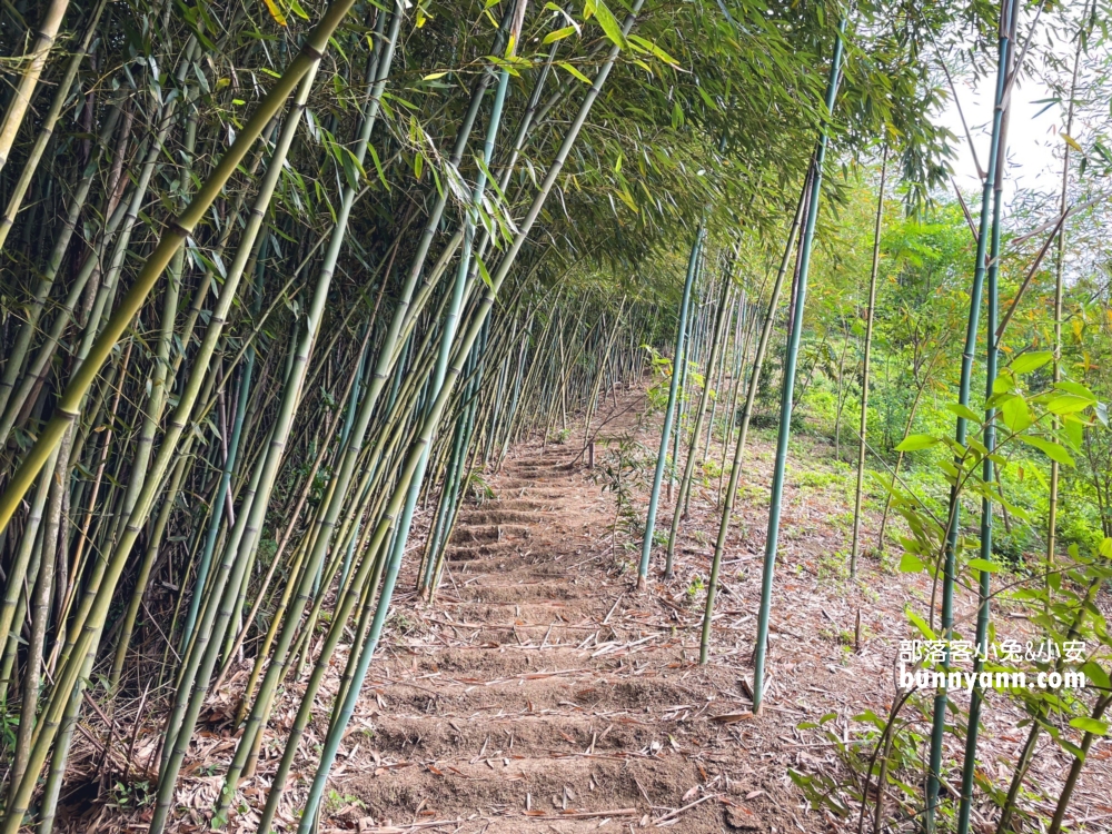 銅鑼秘境推薦！紫鳶山城竹林海餐廳，神隱少女茶屋，漫步苗栗版小抹茶山