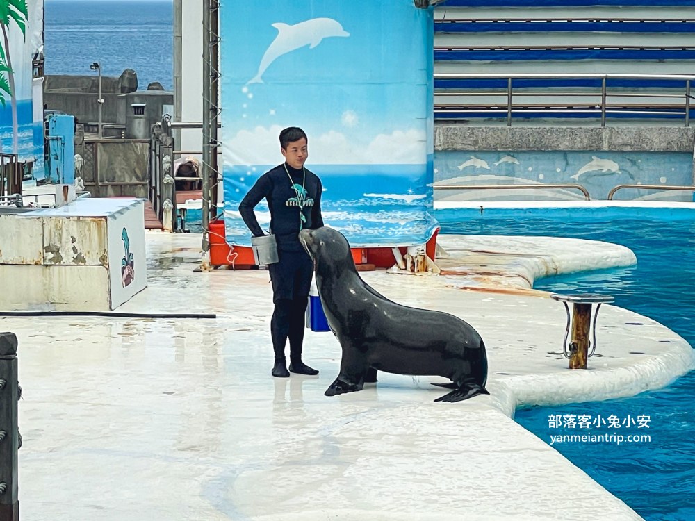 野柳海洋世界|親子必訪新北景點!海豚互動、海洋展一次玩透透 野柳海洋世界|親子必訪新北景點!海豚互動、海洋展一次玩透透