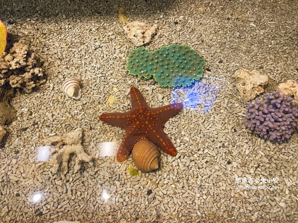 野柳海洋世界｜親子必訪新北景點！海豚互動、海洋展一次玩透透