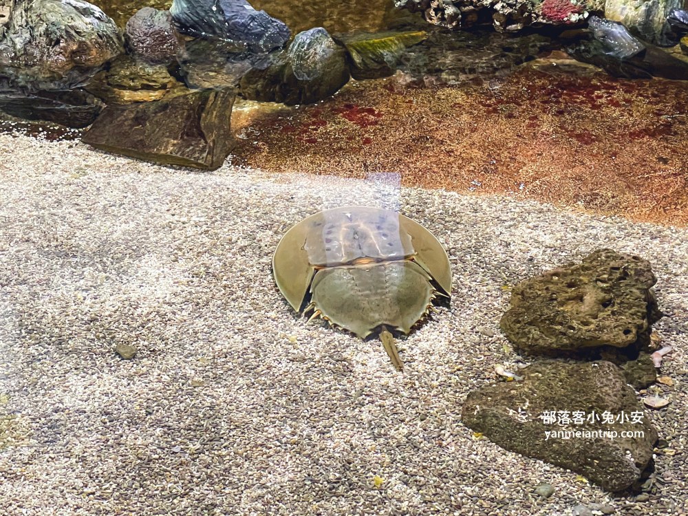 野柳海洋世界｜親子必訪新北景點！海豚互動、海洋展一次玩透透