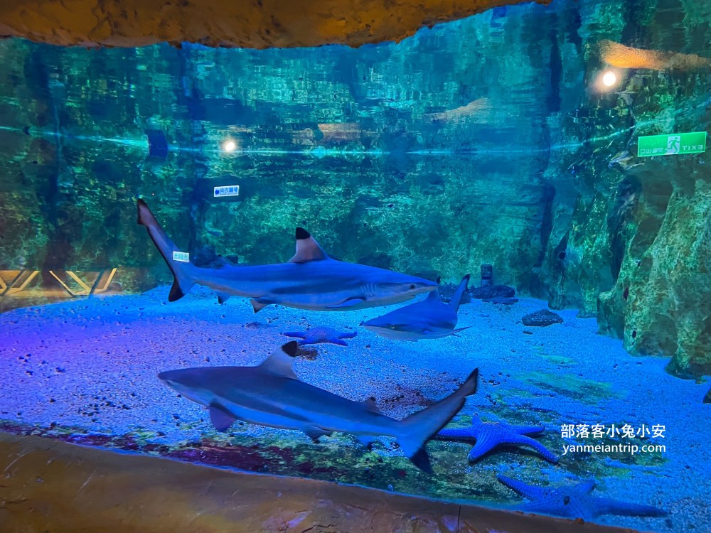 野柳海洋世界｜親子必訪新北景點！海豚互動、海洋展一次玩透透