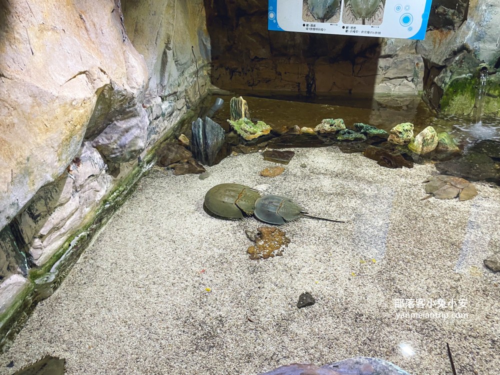 野柳海洋世界｜親子必訪新北景點！海豚互動、海洋展一次玩透透