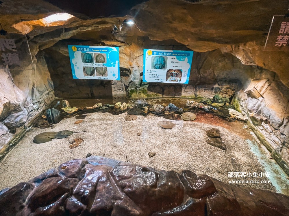 野柳海洋世界｜親子必訪新北景點！海豚互動、海洋展一次玩透透