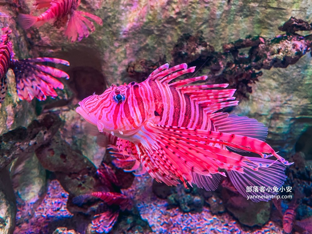 野柳海洋世界｜親子必訪新北景點！海豚互動、海洋展一次玩透透