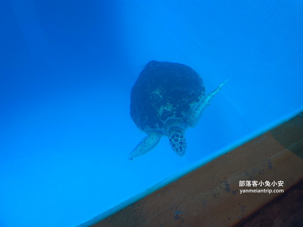野柳海洋世界｜親子必訪新北景點！海豚互動、海洋展一次玩透透