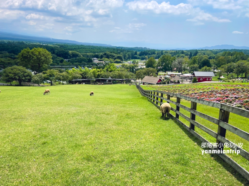 【富士山親子打卡推薦】暢遊馬飼野牧場、羅森便利店、河口湖餵天鵝一日遊