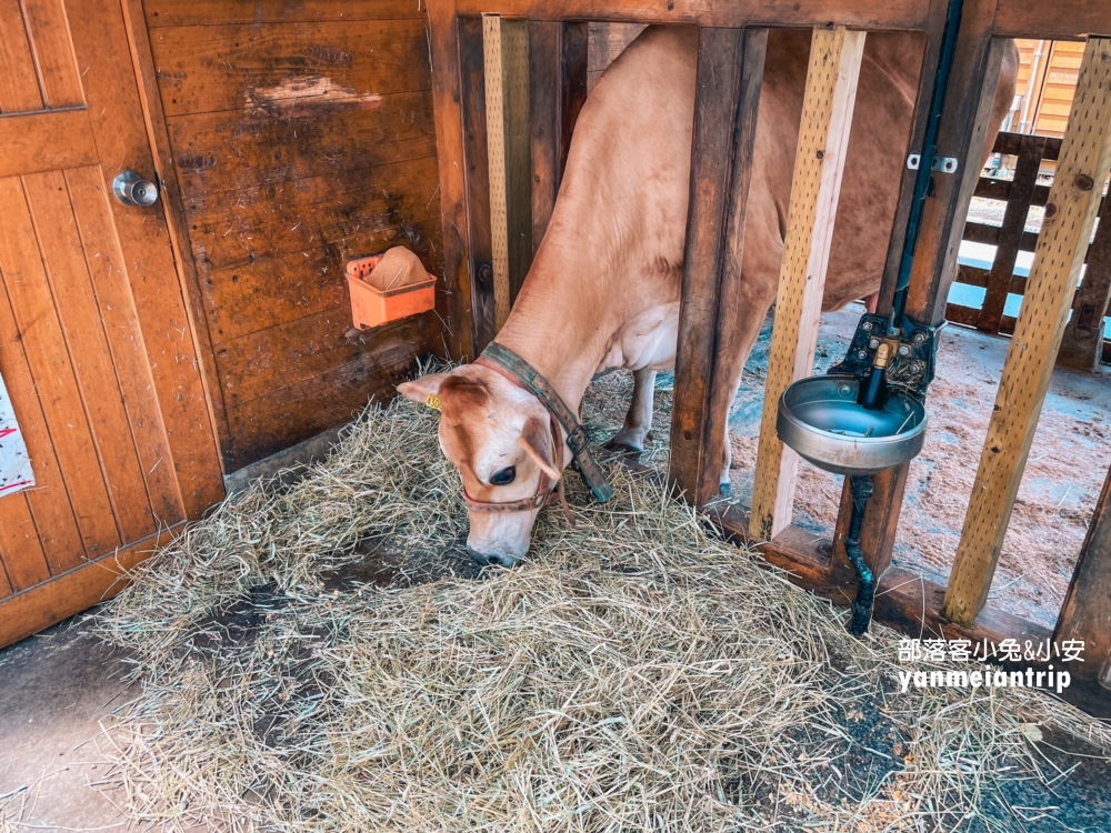 【富士山親子打卡推薦】暢遊馬飼野牧場、羅森便利店、河口湖餵天鵝一日遊