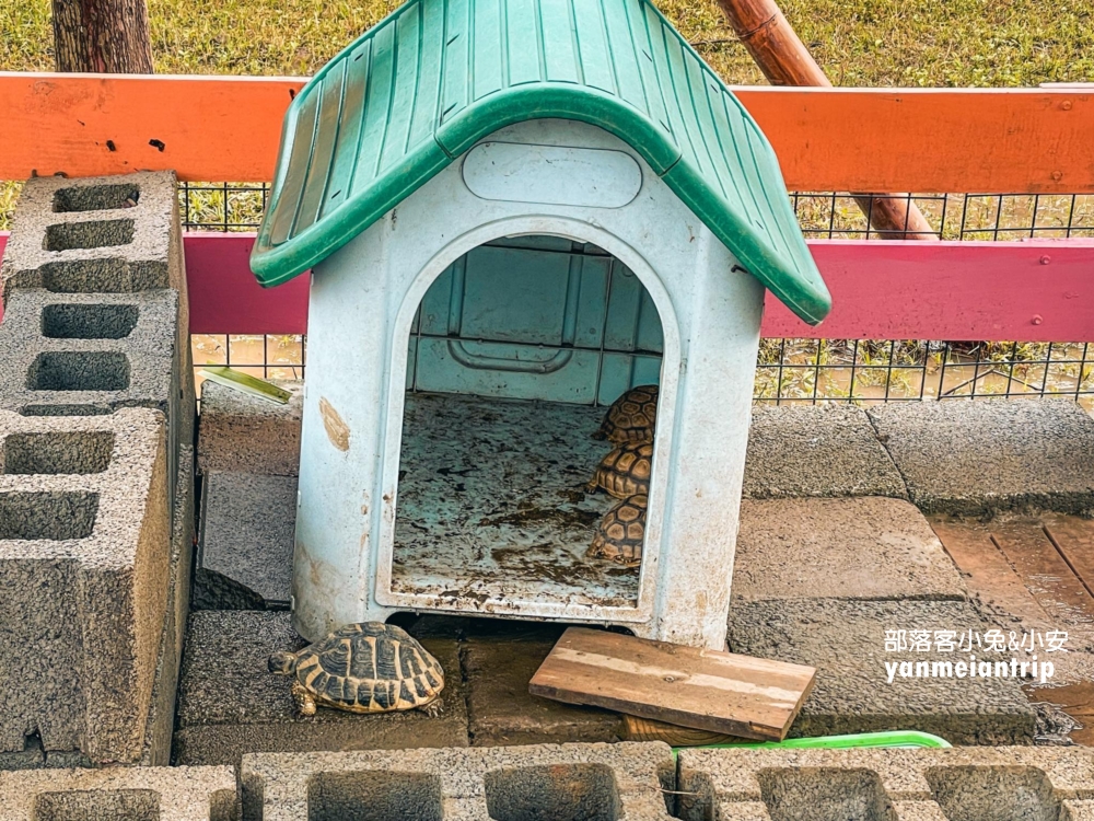 嘉義中埔【萌寵村親子樂園】暢遊十幾種無動力設施，餵動物真有趣