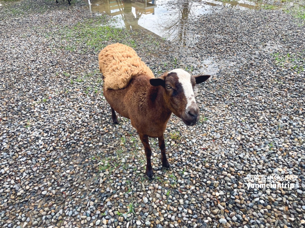 嘉義中埔【萌寵村親子樂園】暢遊十幾種無動力設施，餵動物真有趣