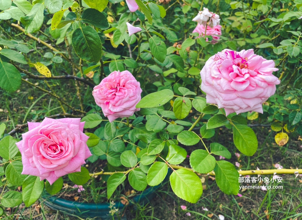 台南後壁區超美「雅聞湖濱療癒森林」漫遊歐洲花園一日遊趣